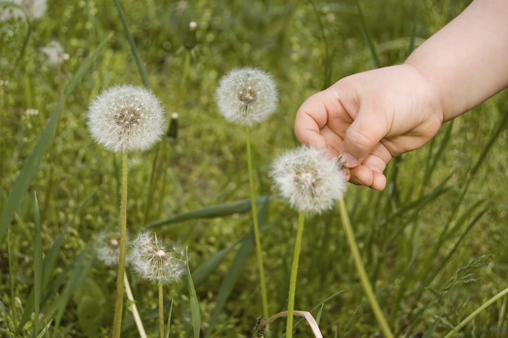 allergie
